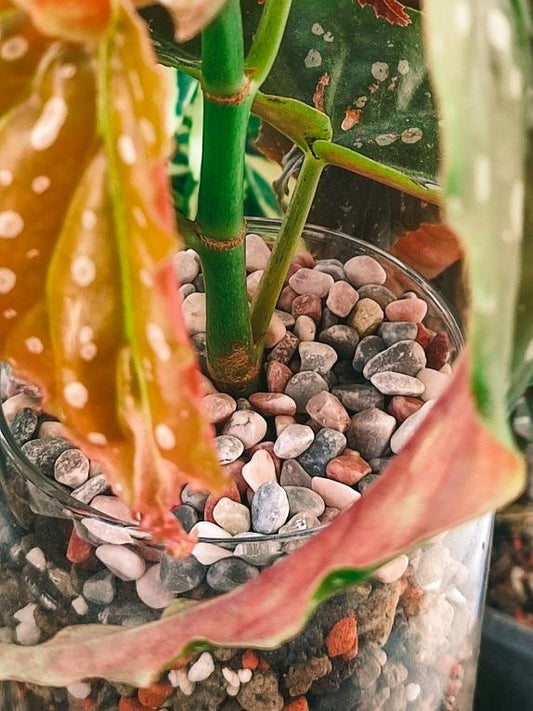 Plant Topping Pebbles